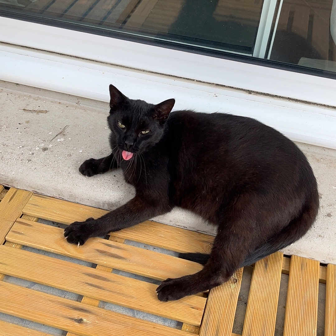 Apple a rejoint le concours — aidez-le/la à gagner de superbes lots ! cat, black_cat, animal, pet, feline, tongue_out, lying_down, relaxed, outdoor, deck, wooden_deck, window, reflection, sunlight, black_fur, green_eyes, whiskers, tail, paws, portrait