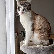 Fripouille a rejoint le concours — aidez-le/la à gagner de superbes lots ! cat, tabby, white_fur, blue_eyes, pet, animal, portrait, sitting, window, indoors, cat_tree, scratching_post, fur, whiskers, ears, paws, houseplant, home, natural_light, close_up