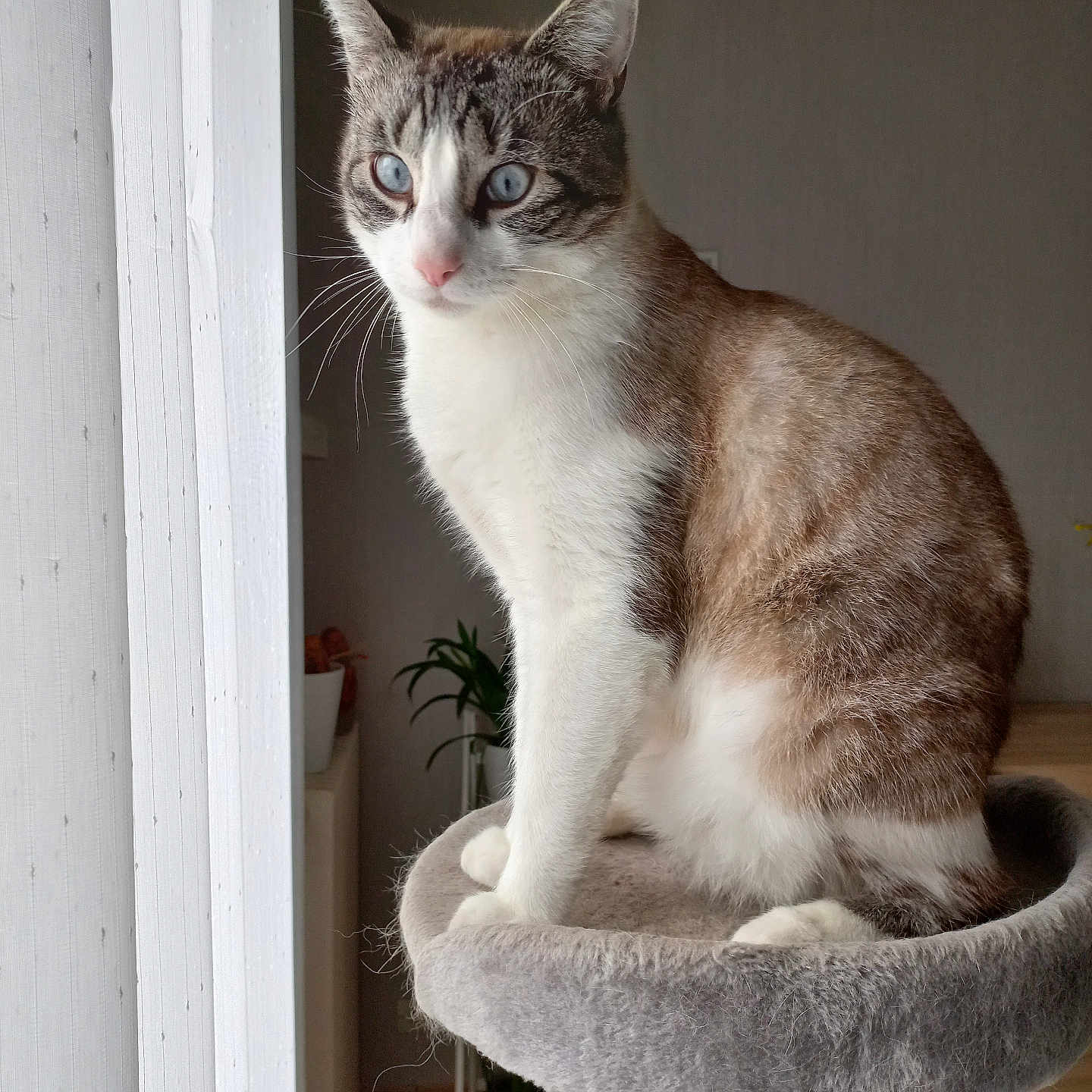Fripouille a rejoint le concours — aidez-le/la à gagner de superbes lots ! cat, tabby, white_fur, blue_eyes, pet, animal, portrait, sitting, window, indoors, cat_tree, scratching_post, fur, whiskers, ears, paws, houseplant, home, natural_light, close_up
