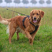 Upsie participe au concours pour gagner de l'argent avec cette photo : dog, golden_retriever, pet, outdoor, meadow, grass, field, leash, harness, animal, canine, standing, walking, happy, tongue_out, floppy_ears, fluffy_tail, nature, rural, portrait