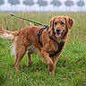 dog, golden_retriever, pet, outdoor, meadow, grass, field, leash, harness, animal, canine, standing, walking, happy, tongue_out, floppy_ears, fluffy_tail, nature, rural, portrait