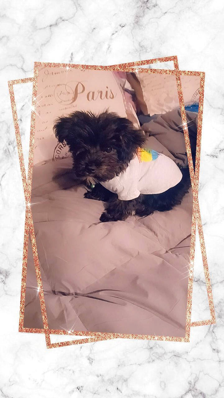 Onyx is registered to the contest to win money with this photo: art, brown, canidae, companion_dog, creative_arts, feather, font, fur, grey, linens, magenta, painting, paper, paper_product, pattern, rectangle, room, textile, visual_arts