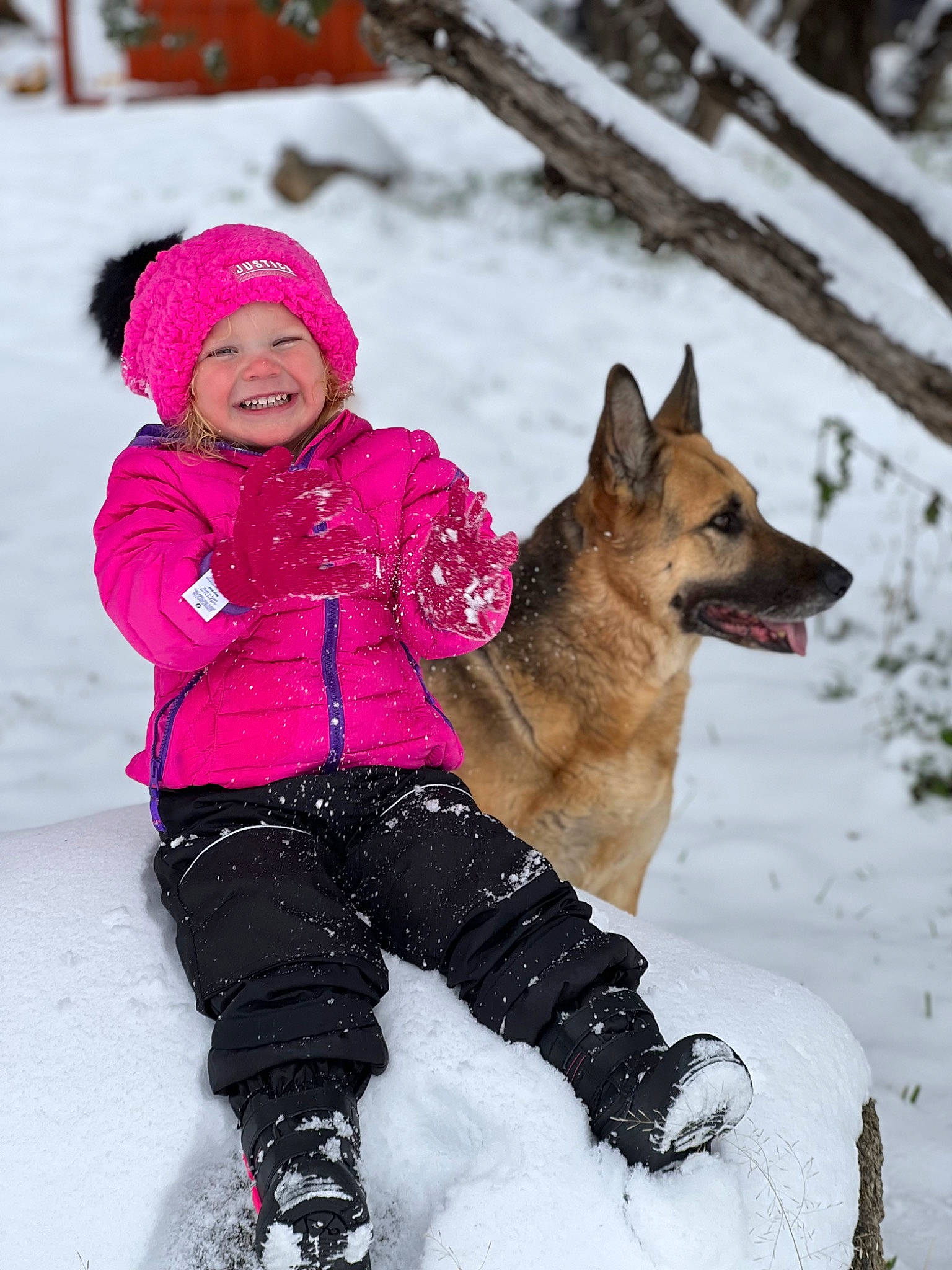 Delylah joined the competition — help win amazing prizes! carnivore, companion_dog, dog, dog_breed, dog_supply, freezing, fun, fur, headwear, ice_cap, joy, leisure, magenta, person, play, playing_in_the_snow, recreation, smile, snow, snow_boot