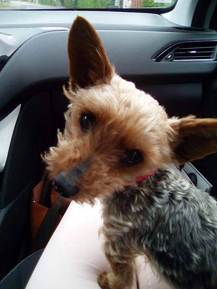 Fazer a rejoint le concours — aidez-le/la à gagner de superbes lots ! auto_part, canidae, car, car_seat, carnivore, collar, companion_dog, dog, dog_breed, dog_supply, ear, fawn, liver, small_terrier, sporting_group, terrier, vehicle, window, windshield, working_animal