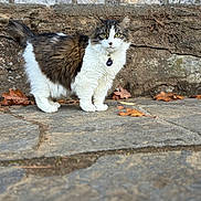 Shadow is registered to the contest to win money with this photo: cat, animal, pet, fur, collar, tag, stone_pavement, leaves, outdoor, nature, curious, green_eyes, standing, mammal, whiskers, tail, ears, closeup, daylight, background