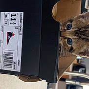 Baby Joda joined the competition — help win amazing prizes! audio_equipment, box, cardboard, carmine, carnivore, carton, cat, domestic_short_haired_cat, felidae, font, fur, gadget, mammal, packaging_and_labeling, paper, paper_product, shipping_box, small_to_medium_sized_cats, tail, whiskers