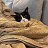 Maestro participe au concours pour gagner de l'argent avec cette photo : cat, black_and_white_cat, blanket, couch, cozy, indoor, pet, feline, curious, resting, home, comfort, texture, knitted_blanket, animal, face, ears, relaxed, soft, furniture