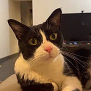 Maestro participe au concours pour gagner de l'argent avec cette photo : cat, black_and_white, indoor, pet, feline, relaxed, curious, whiskers, yellow_eyes, paw, fur, living_room, sofa, domestic_animal, close_up, animal, cute, resting, home, portrait