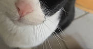 Maestro a rejoint le concours — aidez-le/la à gagner de superbes lots ! cat, close_up, black_and_white, yellow_eyes, whiskers, curious, indoor, pet, animal, floor, tile, face, fur, nose, ears, looking, domestic, feline, portrait