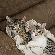 Lincoln And Luffy joined the competition — help win amazing prizes! cat, kitten, tabby, snuggling, couch, furniture, indoor, pet, animal, fur, whiskers, ears, cute, sleepy, resting, cozy, domestic, mammal, young, closeup
