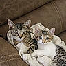 cat, kitten, tabby, snuggling, couch, furniture, indoor, pet, animal, fur, whiskers, ears, cute, sleepy, resting, cozy, domestic, mammal, young, closeup