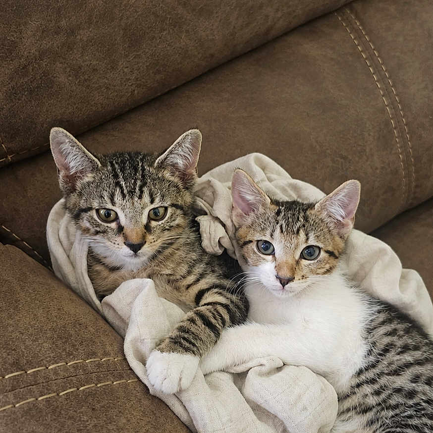 Lincoln And Luffy