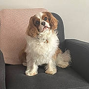 Tupac participe au concours pour gagner de l'argent avec cette photo : dog, cavalier_king_charles_spaniel, pet, fluffy, sitting, armchair, gray_chair, pink_blanket, indoor, cute, fur, looking, ears, collar, home, animal, portrait, friendly, companion, curious