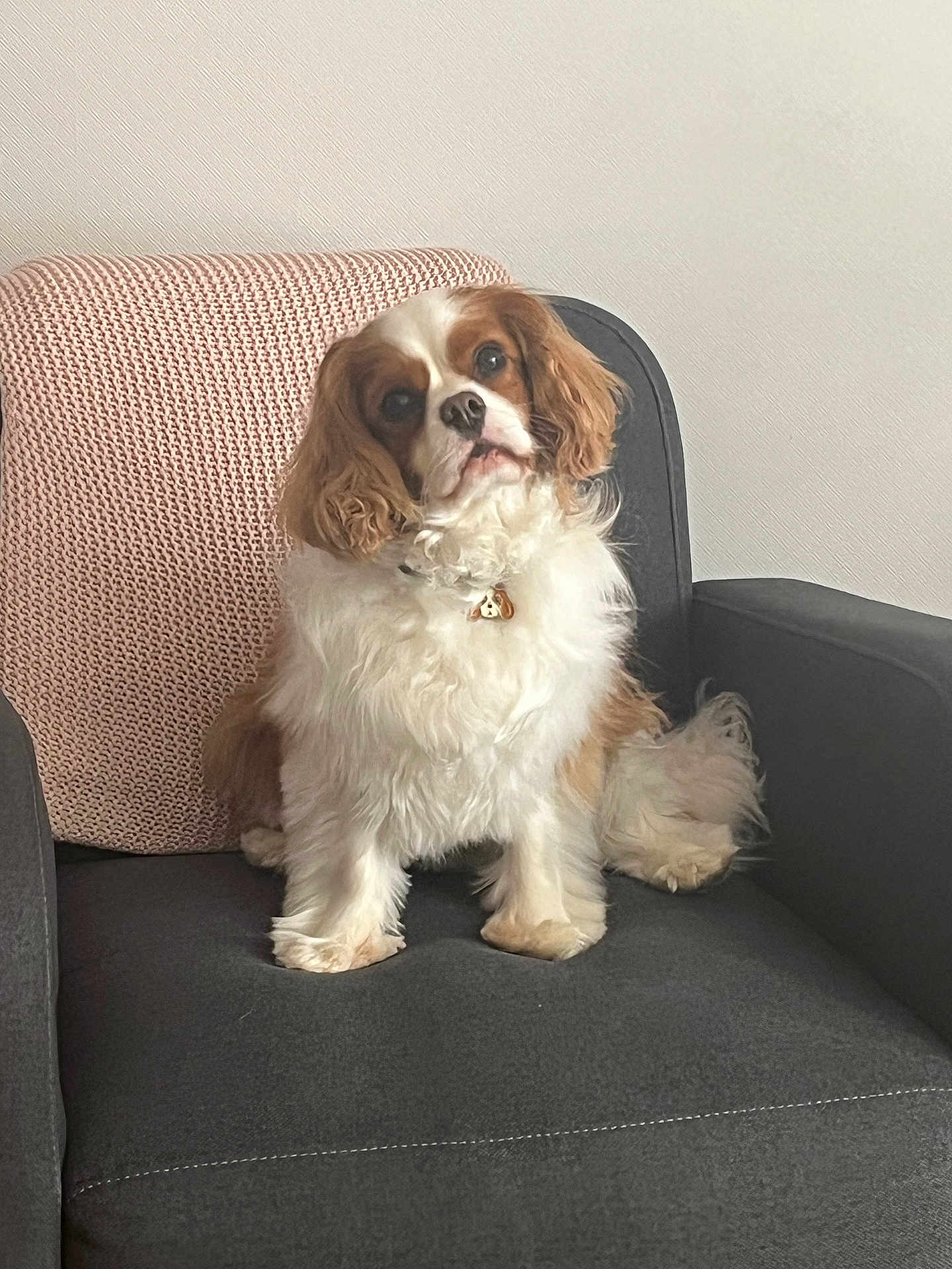 Tupac participe au concours pour gagner de l'argent avec cette photo : dog, cavalier_king_charles_spaniel, pet, fluffy, sitting, armchair, gray_chair, pink_blanket, indoor, cute, fur, looking, ears, collar, home, animal, portrait, friendly, companion, curious