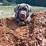 dog, puppy, gray_dog, outdoor, dirt, mud, excavation, trench, mountains, hills, landscape, blue_sky, grass, nature, portrait, animal, canine, floppy_ears, front_view, daylight