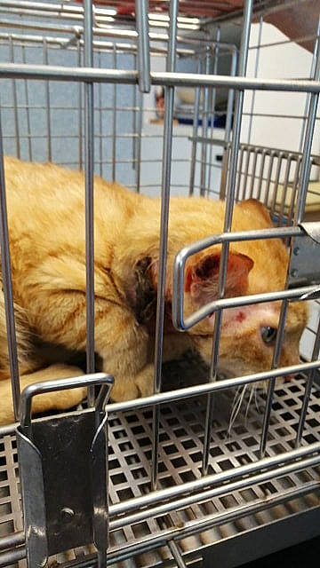 Daryl participe au concours pour gagner de l'argent avec cette photo : animal_shelter, cage, canidae, carnivore, cat, chow_chow, companion_dog, dog, dog_breed, dog_crate, fawn, golden_retriever, kennel, pet_supply, pomeranian, puppy, spitz, tibetan_spaniel, toy_dog