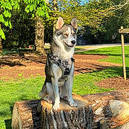 Valto a rejoint le concours — aidez-le/la à gagner de superbes lots ! dog, husky, tree_stump, park, grass, sunlight, greenery, leaves, trees, outdoor, nature, canine, pet, animal, sitting, harness, daylight, shade, wood, bark