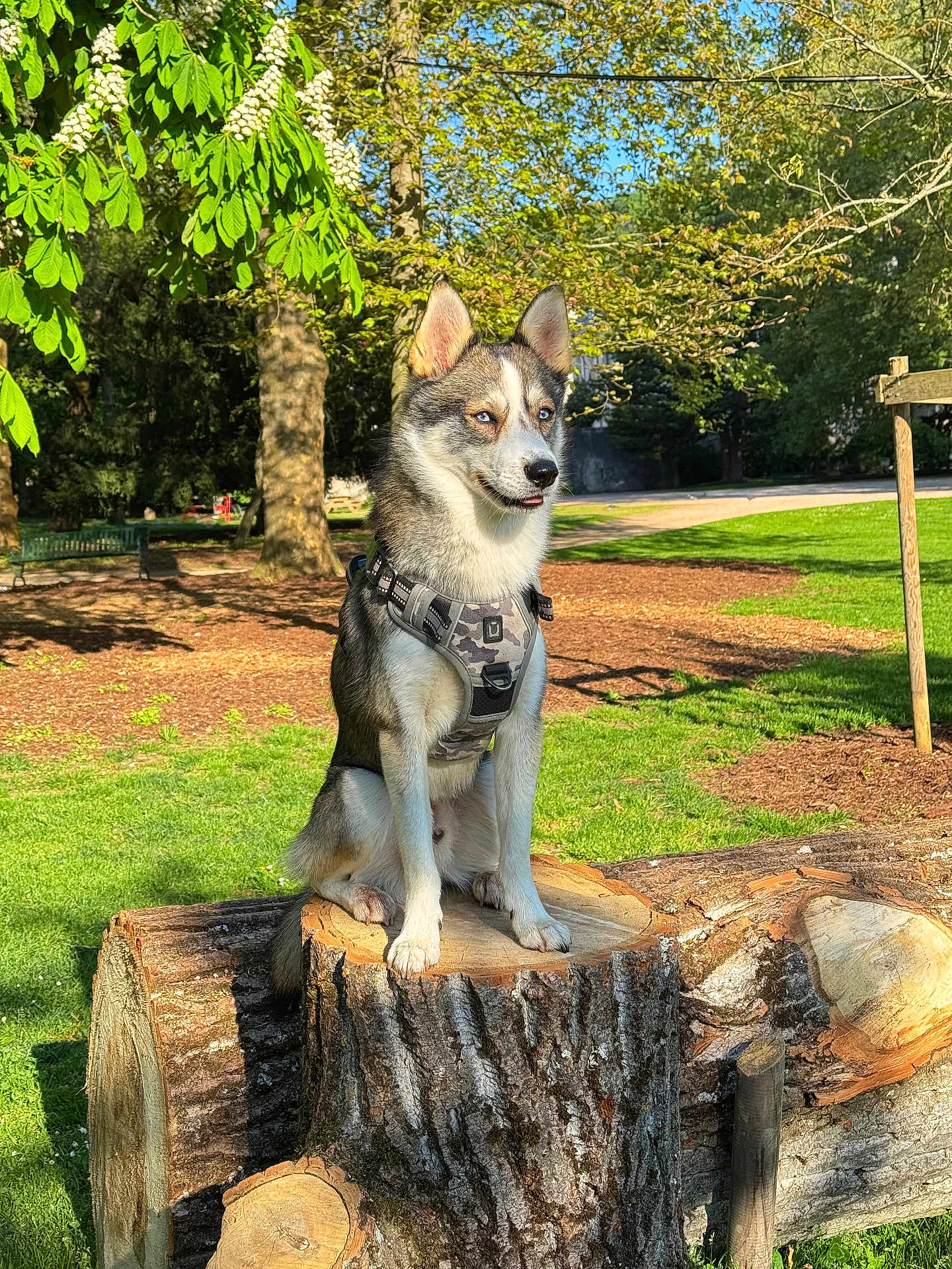 Valto a rejoint le concours — aidez-le/la à gagner de superbes lots ! dog, husky, tree_stump, park, grass, sunlight, greenery, leaves, trees, outdoor, nature, canine, pet, animal, sitting, harness, daylight, shade, wood, bark