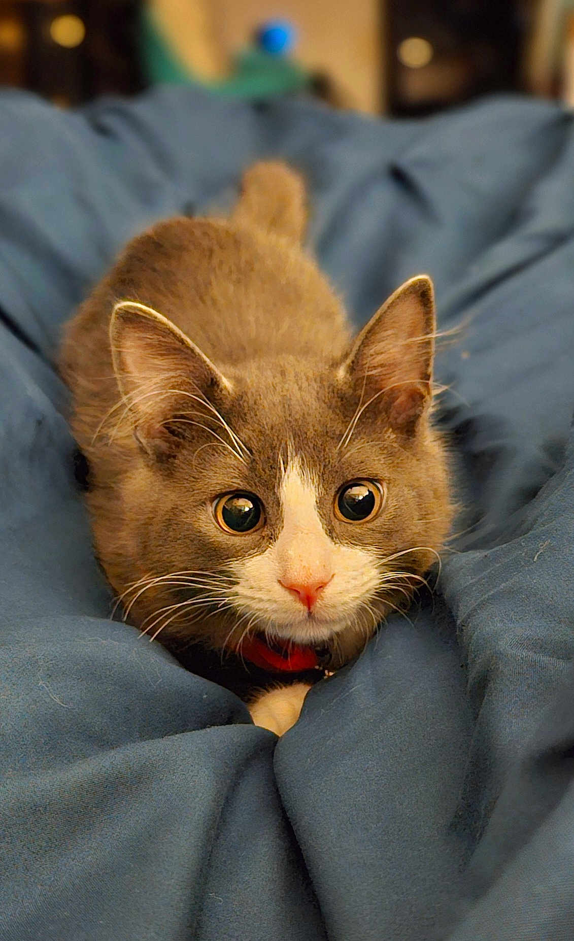 Charlie joined the competition — help win amazing prizes! cat, kitten, pet, animal, fur, whiskers, ears, eyes, nose, blanket, blue_blanket, cozy, cute, indoor, closeup, portrait, feline, domestic_cat, resting, sleepy