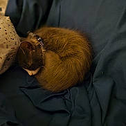 Charlie joined the competition — help win amazing prizes! cat, sleeping, fur, collar, bed, blanket, cozy, curled_up, domestic_animal, indoor, resting, pet, feline, cute, animal, mammal, quiet, warm, soft, relaxation