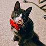 cat, gray_cat, white_paws, red_bow_tie, indoor, carpet, pet, feline, curious, sitting, whiskers, cute, domestic_animal, animal, young_cat, collar, close_up, looking_up, furry, playful