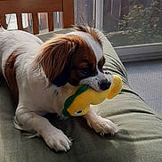 Mako is registered to the contest to win money with this photo: dog, plush_toy, cushion, indoor, window, wooden_chair, pet, animal, white_dog, brown_dog, resting, natural_light, furry, cute, playful, carpet, home, relaxed, toy, domestic