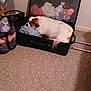 Mako joined the competition — help win amazing prizes! dog, cat, suitcase, clothes, indoor, carpet, pet, sleeping, resting, luggage, bag, curious, cozy, domestic, home, floor, stuffed, relaxed, animal, peek