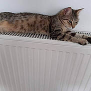 Moumoune participe au concours pour gagner de l'argent avec cette photo : cat, tabby, animal, pet, fur, whiskers, radiator, resting, indoor, relaxed, stretching, side_view, striped, mammal, domestic, cute, calm, cozy, warm, household