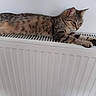 cat, tabby, animal, pet, fur, whiskers, radiator, resting, indoor, relaxed, stretching, side_view, striped, mammal, domestic, cute, calm, cozy, warm, household