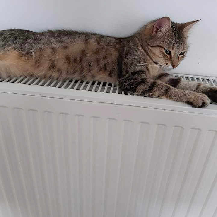 Moumoune participe au concours pour gagner de l'argent avec cette photo : cat, tabby, animal, pet, fur, whiskers, radiator, resting, indoor, relaxed, stretching, side_view, striped, mammal, domestic, cute, calm, cozy, warm, household