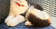 Mimi is registered to the contest to win money with this photo: cat, feline, black_and_white, fluffy, outdoor, woven_chair, sunlight, pet, collar, relaxed, cute, domestic_animal, whiskers, fur, paw, resting, curious, portrait, animal, closeup