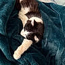 Mimi is registered to the contest to win money with this photo: cat, black_and_white, feline, pet, resting, sleeping, blanket, cozy, fur, paw, indoor, comfort, relaxation, animal, cute, soft, warm, nap, whiskers, claws