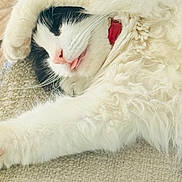 Mimi is registered to the contest to win money with this photo: cat, animal, pet, sleeping, stretching, tongue, white, black, fur, paw, cozy, indoor, relaxed, cute, adorable, resting, texture, closeup, collar, tongue_out