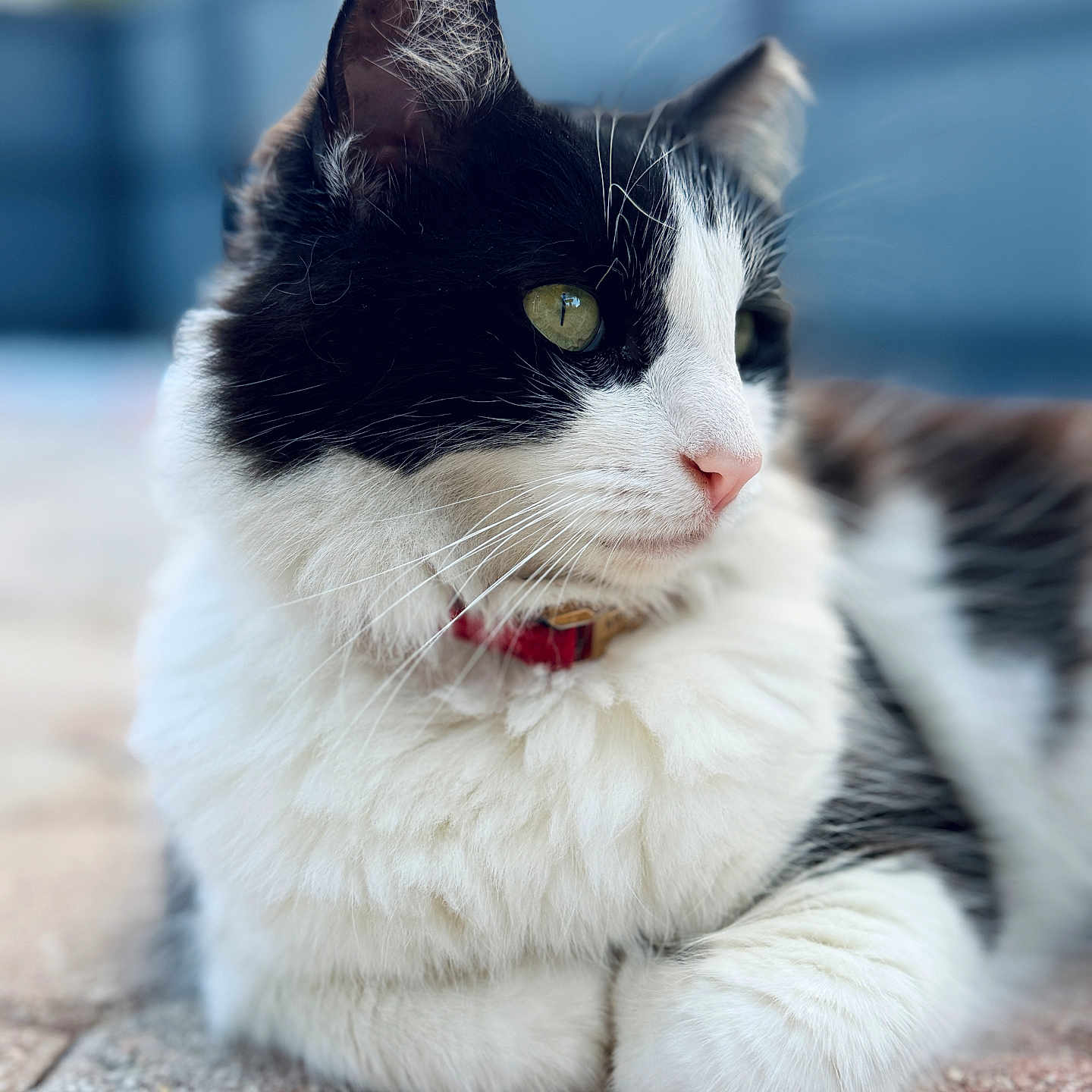 Mimi is registered to the contest to win money with this photo: cat, black_and_white, fluffy, outdoor, brick_surface, green_eyes, close_up, pet, feline, whiskers, pink_nose, relaxed, domestic_cat, animal, cute, portrait, paw, fur, collar, resting