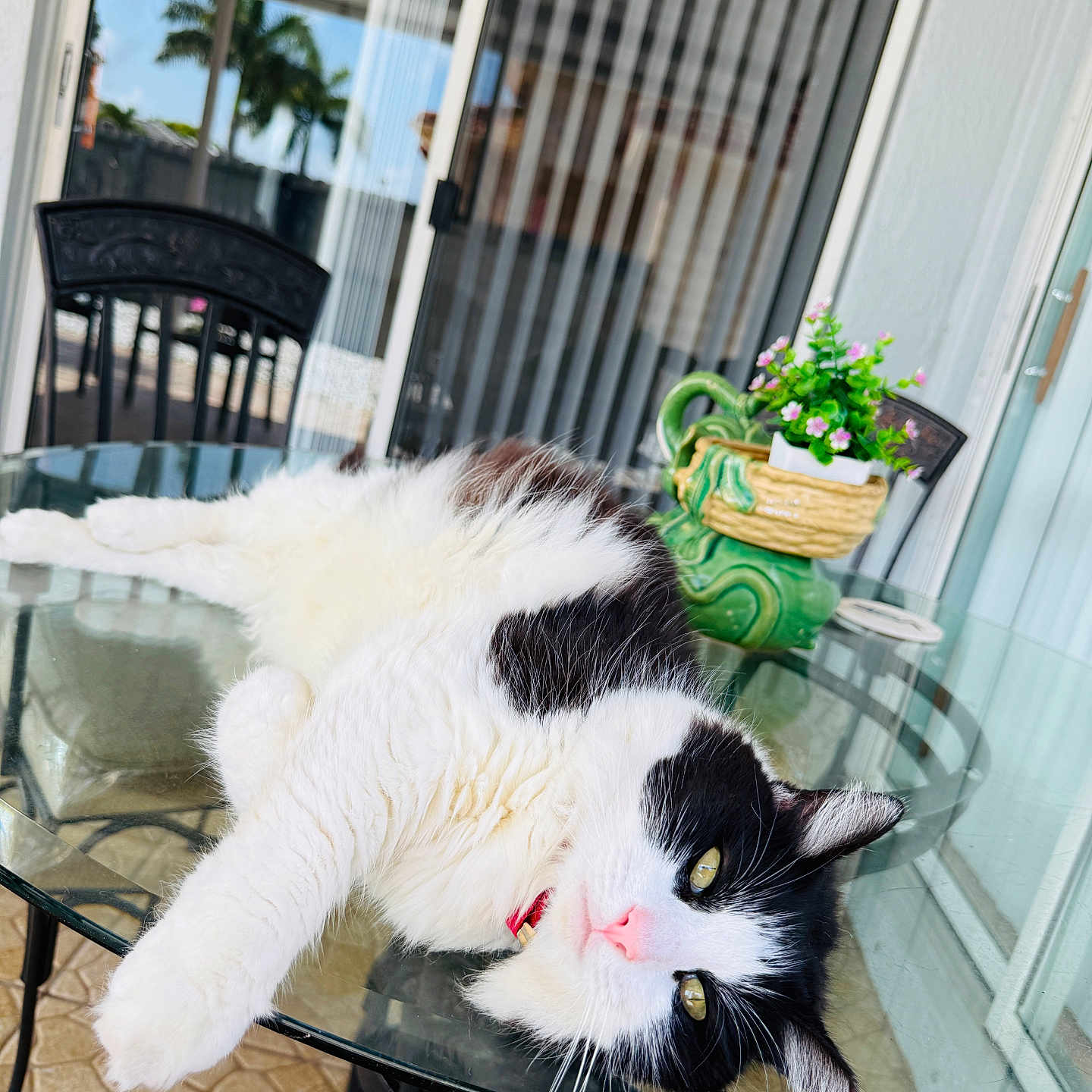 Mimi