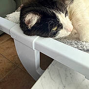 Mimi is registered to the contest to win money with this photo: cat, black_and_white, feline, pet, lounging, indoor, soft_surface, plastic_structure, relaxed, close_up, whiskers, ear, face, marble_table, tiled_floor, resting, fur, domestic_animal, home, cozy