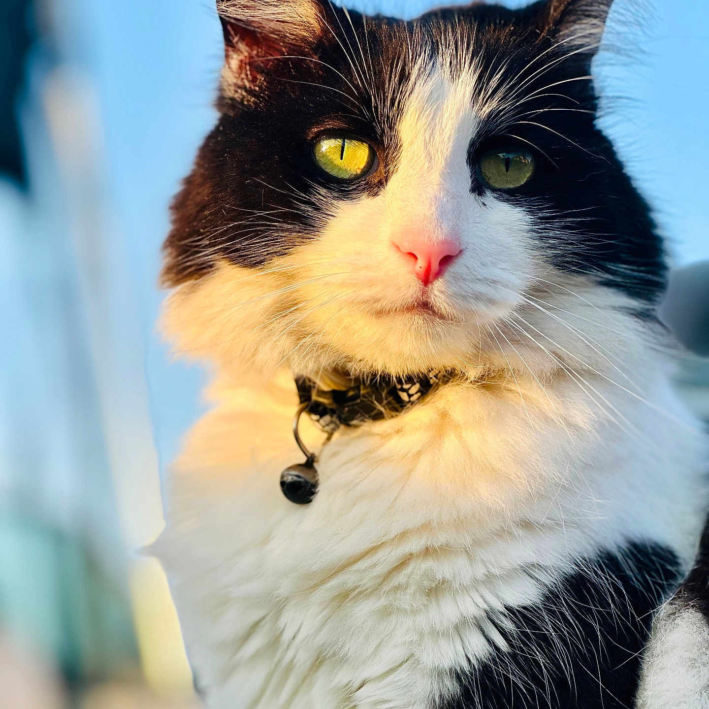 Mimi