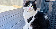 Mimi joined the competition — help win amazing prizes! animal, black_and_white, cat, curtain, cute, daylight, deck, domestic_cat, fluffy, furniture, green_eyes, outdoor, pet, portrait, relaxed, sitting, sunlight, tail, whiskers, wood