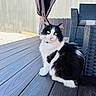 Mimi joined the competition — help win amazing prizes! animal, black_and_white, cat, curtain, cute, daylight, deck, domestic_cat, fluffy, furniture, green_eyes, outdoor, pet, portrait, relaxed, sitting, sunlight, tail, whiskers, wood