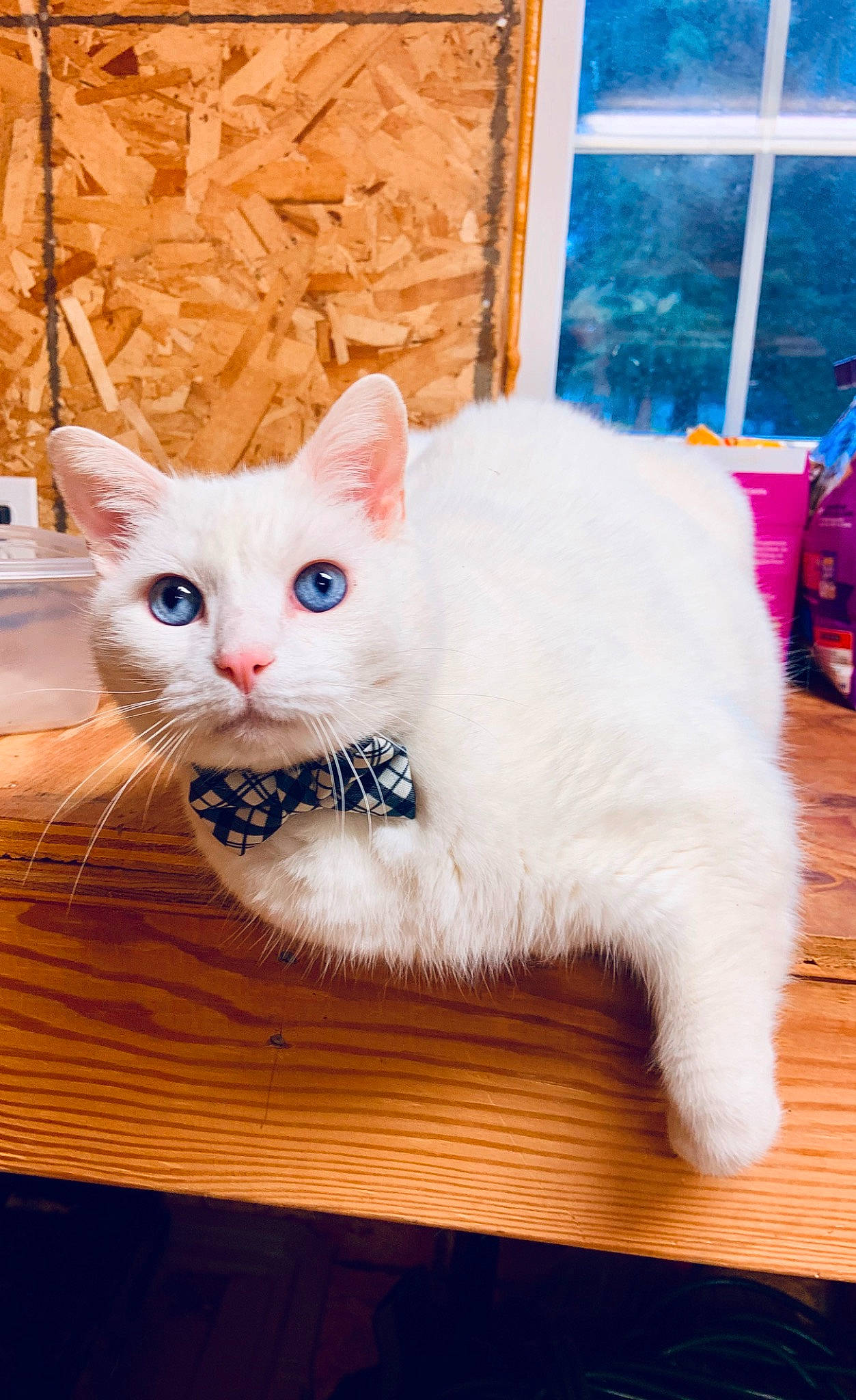 George is registered to the contest to win money with this photo: box, carnivore, cat, cat_supply, claw, domestic_short_haired_cat, fawn, felidae, flooring, fur, hardwood, paw, pet_supply, small_to_medium_sized_cats, tail, whiskers, window, wood