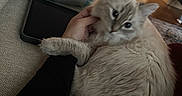 Winter is registered to the contest to win money with this photo: cat, fluffy, indoor, couch, pillow, tablet, pet, animal, fur, paw, hand, cozy, curious, relaxing, living_room, person, furniture, soft, light, domestic