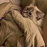 animal, beige, blanket, cat, closeup, comfort, cozy, curious, cute, domestic, feline, fur, hidden, indoor, pet, relaxed, resting, sleepy, soft, warm