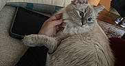 Winter is registered to the contest to win money with this photo: arm, cat, couch, cozy, domestic_animal, fluffy, fur, furniture, hand, indoor, living_room, paw, person, pet, pillow, relaxing, shelf, soft_light, tablet, wooden_floor