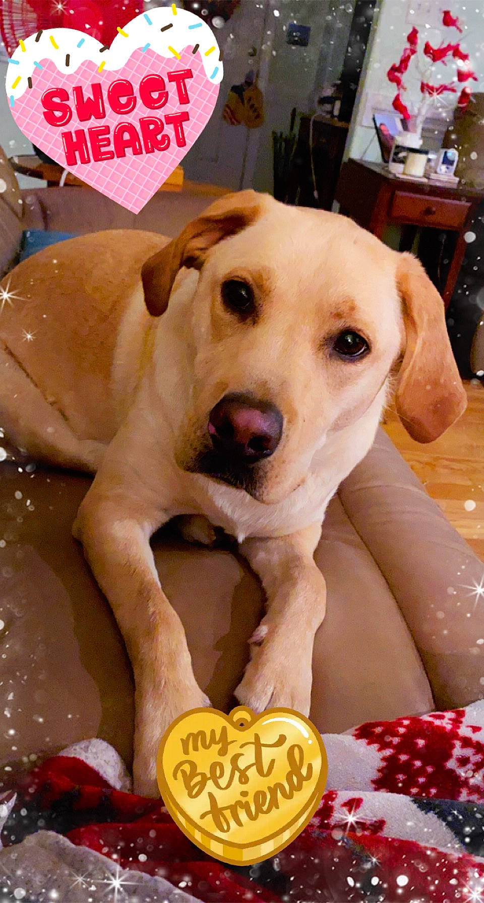 Nora joined the competition — help win amazing prizes! canidae, carnivore, collar, companion_dog, dog, dog_breed, dog_collar, dog_supply, fashion_accessory, fawn, happy, kitchen_appliance, paw, photo_caption, retriever, snout, sporting_group, tableware, water, working_animal