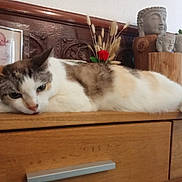 Memer participe au concours pour gagner de l'argent avec cette photo : cat, animal, pet, wooden_furniture, dresser, buddha_sculpture, statue, baby_photo, frame, flower, decor, indoor, relaxed, resting, feline, brown, white, calm, closeup, home