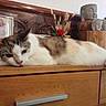 cat, animal, pet, wooden_furniture, dresser, buddha_sculpture, statue, baby_photo, frame, flower, decor, indoor, relaxed, resting, feline, brown, white, calm, closeup, home