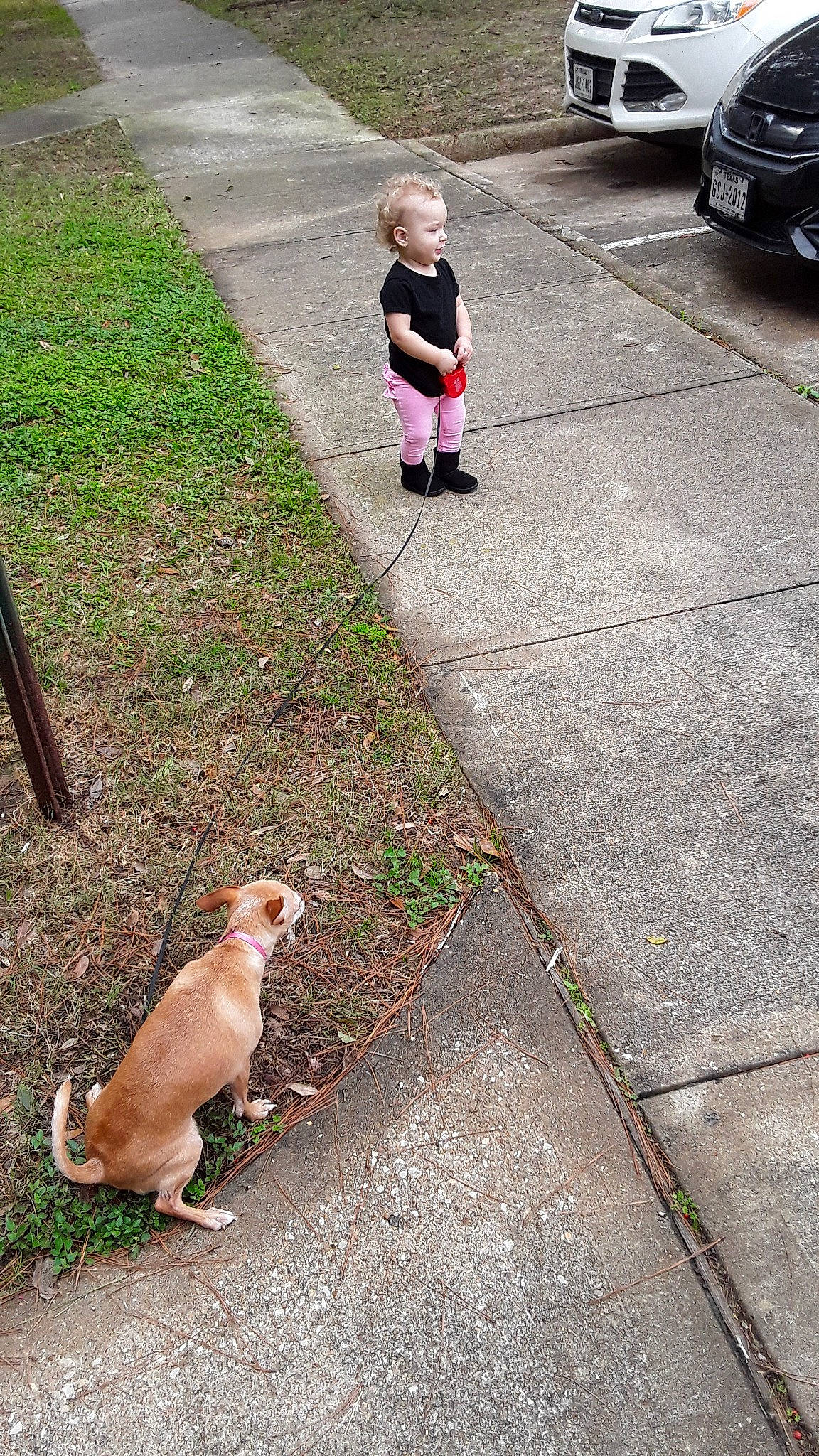 Roselina joined the competition — help win amazing prizes! baby, baby_toddler_clothing, bumper, canidae, carnivore, companion_dog, dog, dog_breed, fawn, grille, headlamp, leash, liver, luxury_vehicle, non_sporting_group, person, sidewalk, snout, sporting_group, tail