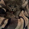 Dobby is registered to the contest to win money with this photo: kitten, cat, gray_cat, furry, tongue_out, blanket, striped_blanket, cozy, cute, pet, small_animal, indoor, soft_texture, wrapped, snuggled, fur, animal_face, domestic_cat, young, resting
