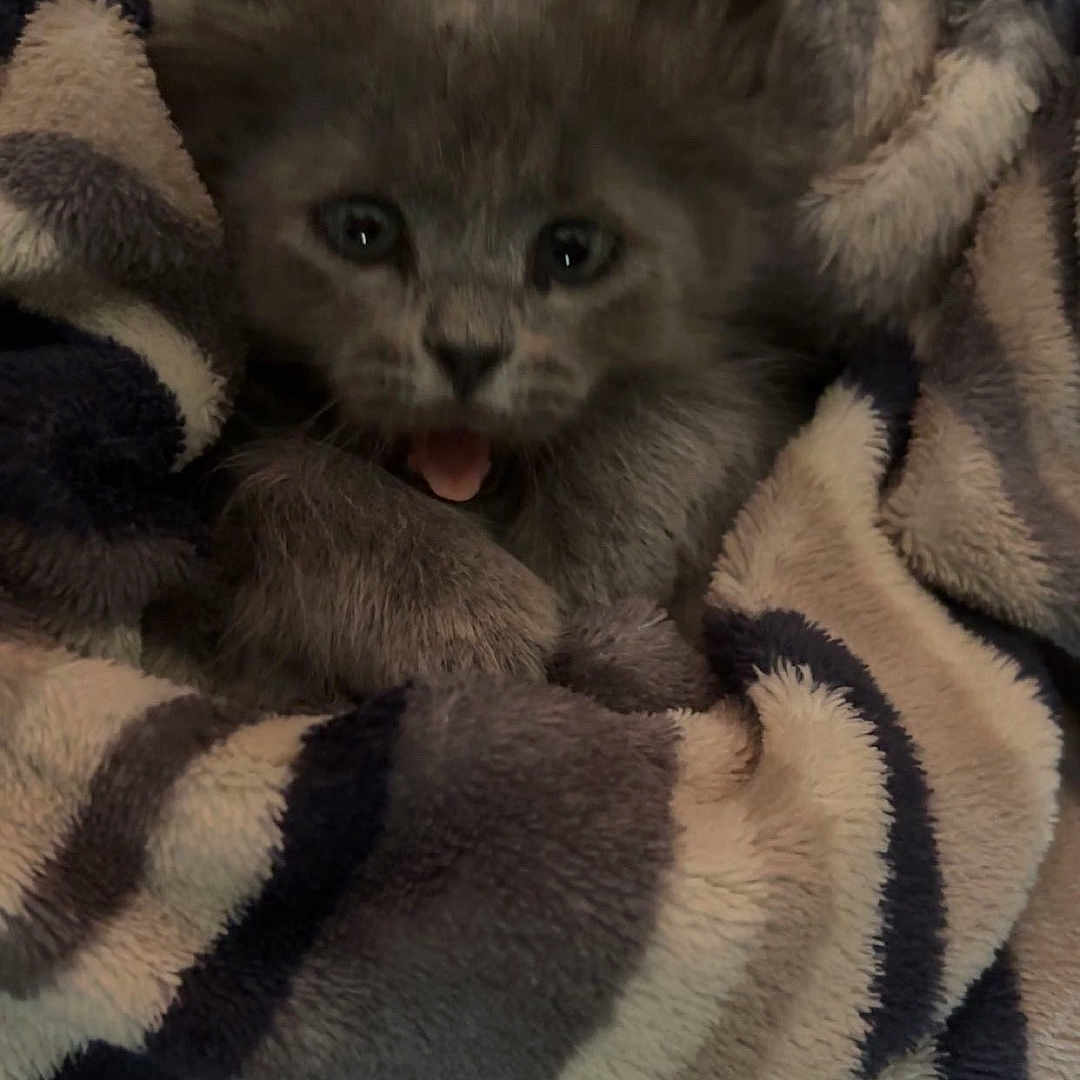 Dobby is registered to the contest to win money with this photo: kitten, cat, gray_cat, furry, tongue_out, blanket, striped_blanket, cozy, cute, pet, small_animal, indoor, soft_texture, wrapped, snuggled, fur, animal_face, domestic_cat, young, resting