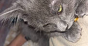 Dobby joined the competition — help win amazing prizes! kitten, gray_cat, close_up, furry, resting, green_eyes, blanket, indoor, pet, cute, animal, fur, whiskers, paw, cozy, young_cat, domestic_cat, soft, sleepy, relaxed